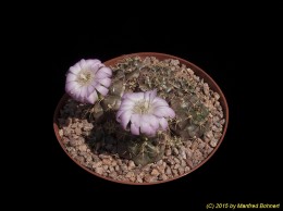 Gymnocalycium damsii v. 443